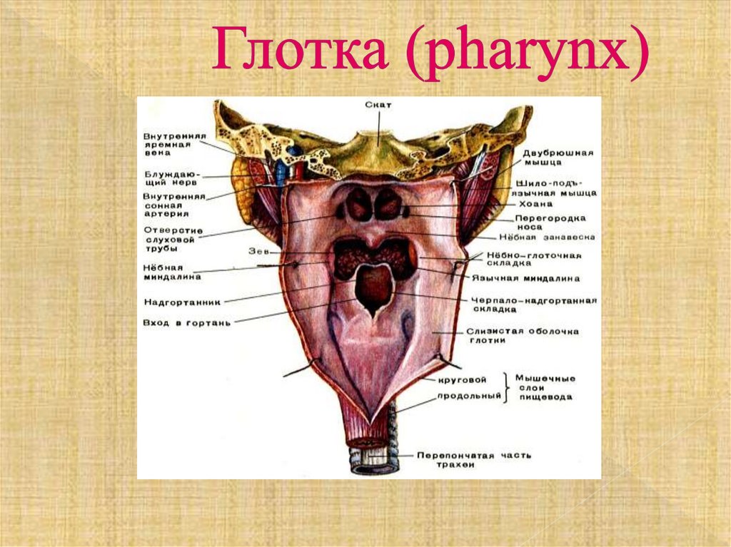 Глотка (pharynx)