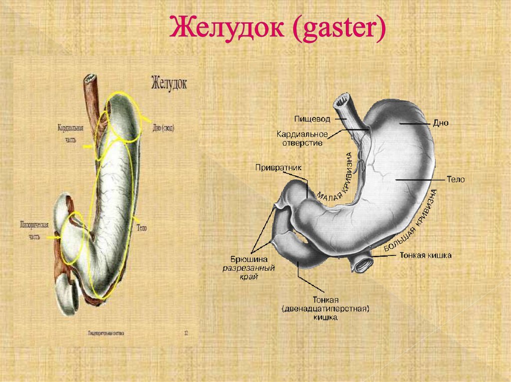 Желудок (gaster)