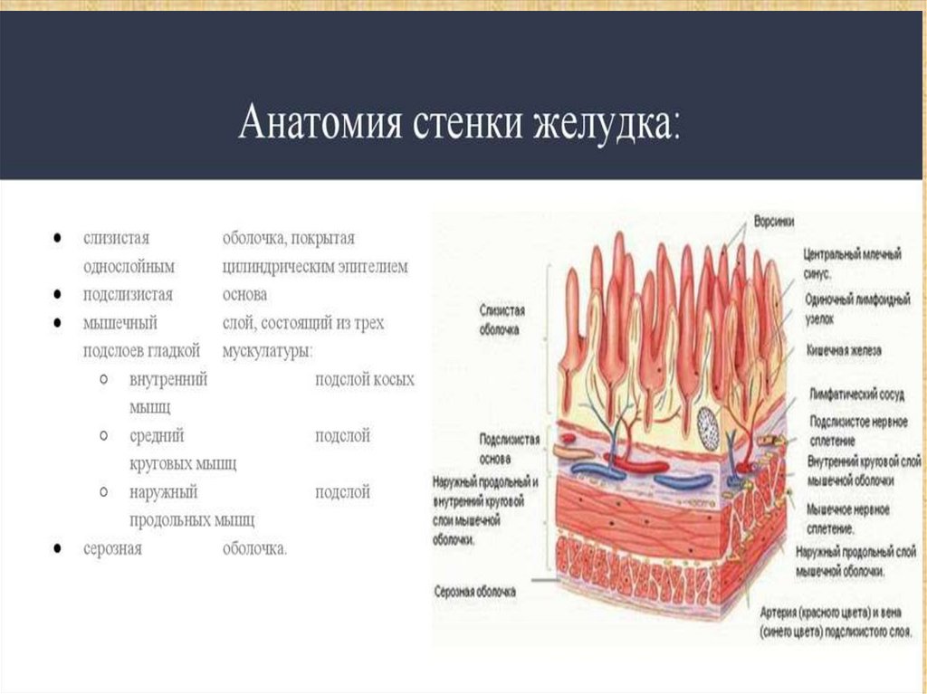Строение стенки желудка