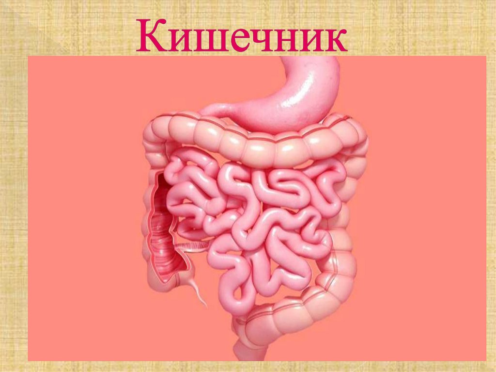 Кишечник