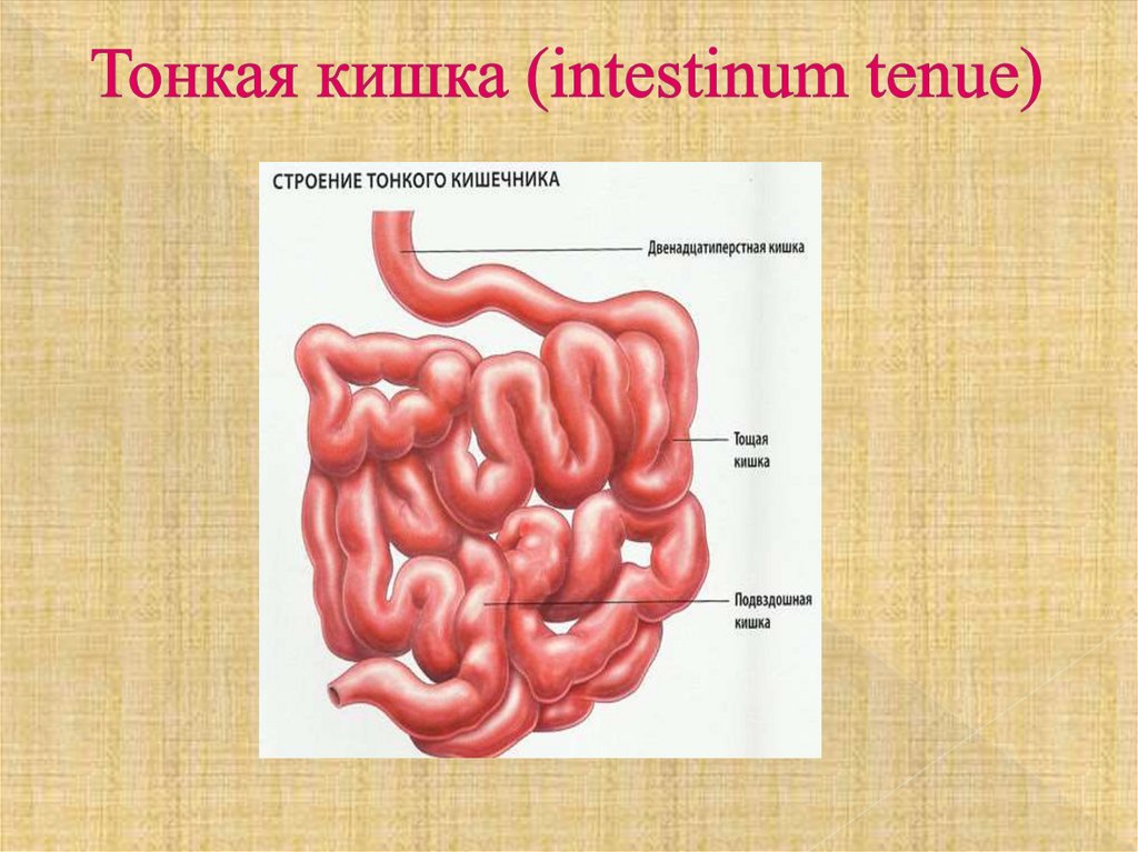 Тонкая кишка (intestinum tenue)