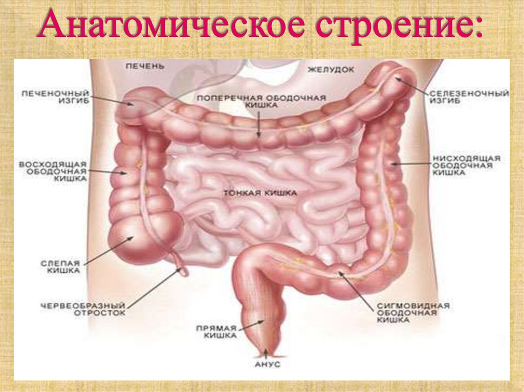 Анатомическое строение: