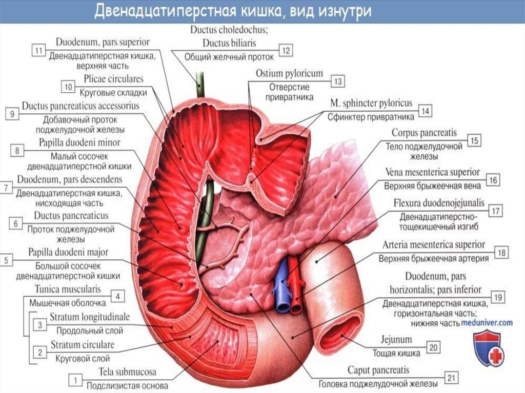 12-перстная кишка