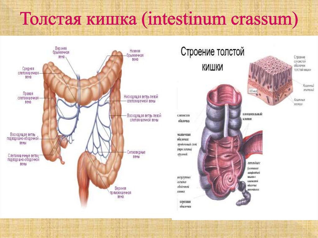Толстая кишка (intestinum crassum)