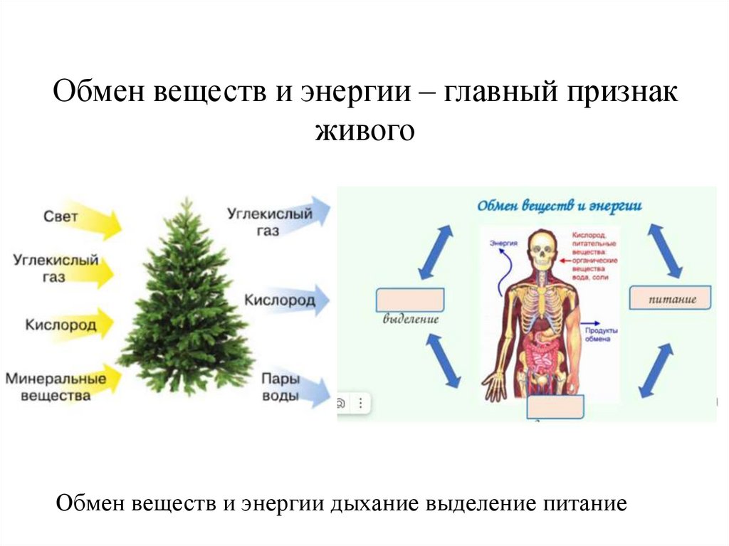 Обмен веществ и энергии – главный признак живого