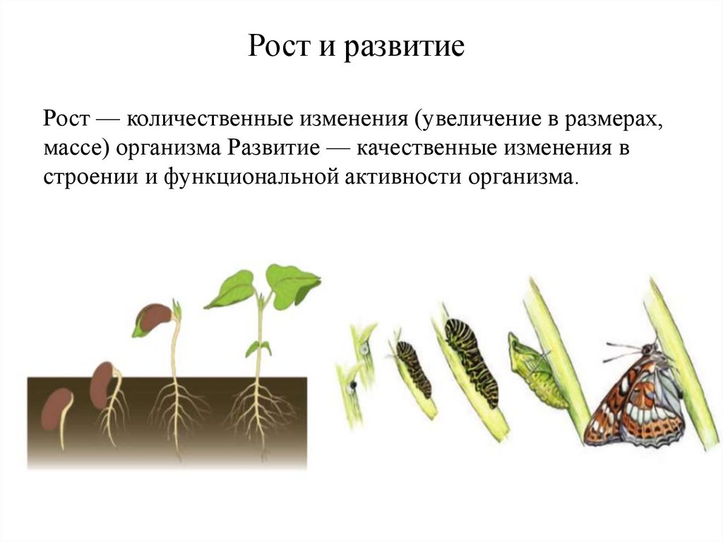 Рост и развитие