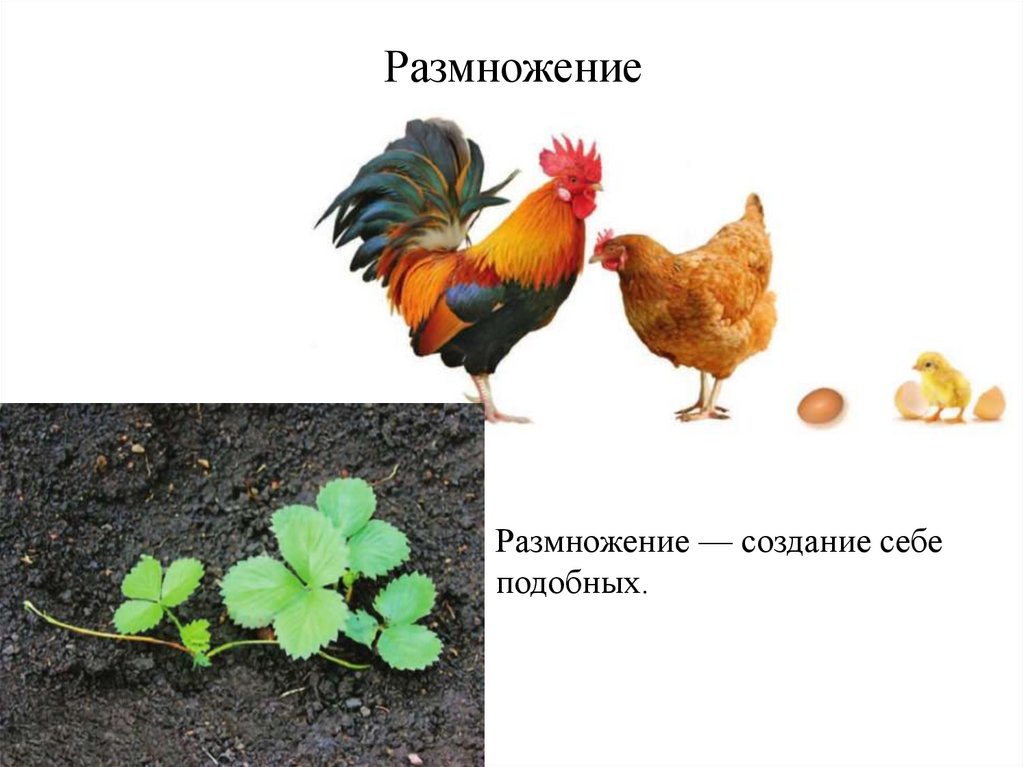 Размножение