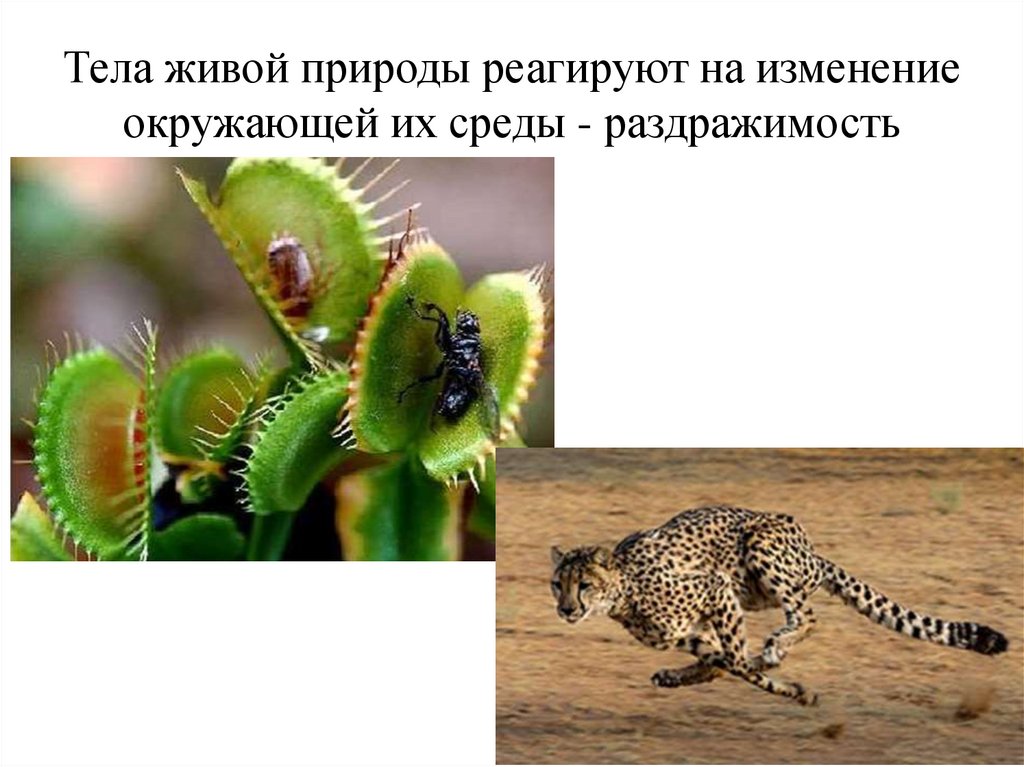 Тела живой природы реагируют на изменение окружающей их среды - раздражимость