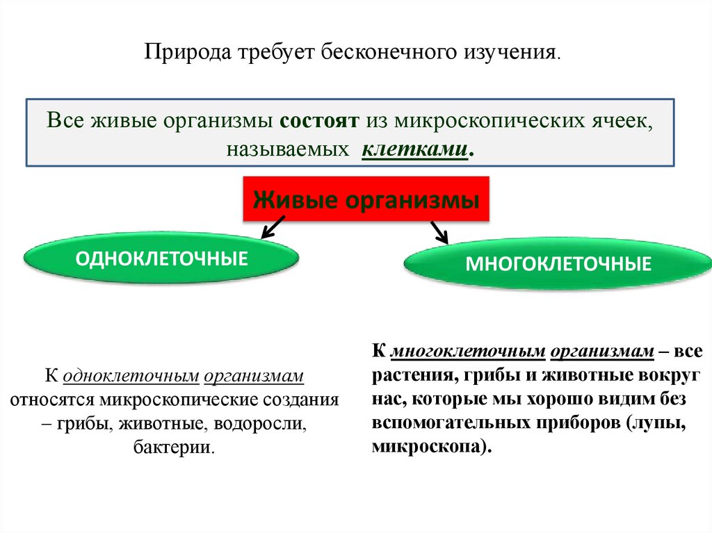 К одноклеточным организмам относятся микроскопические создания – грибы, животные, водоросли, бактерии.