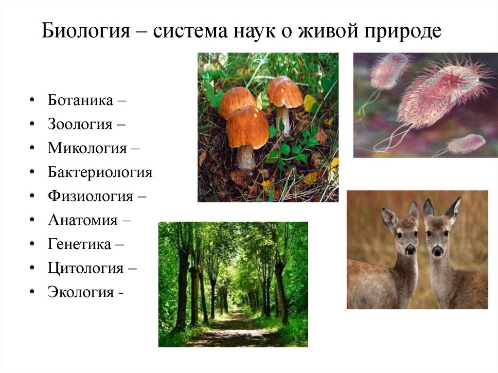 Биология – система наук о живой природе