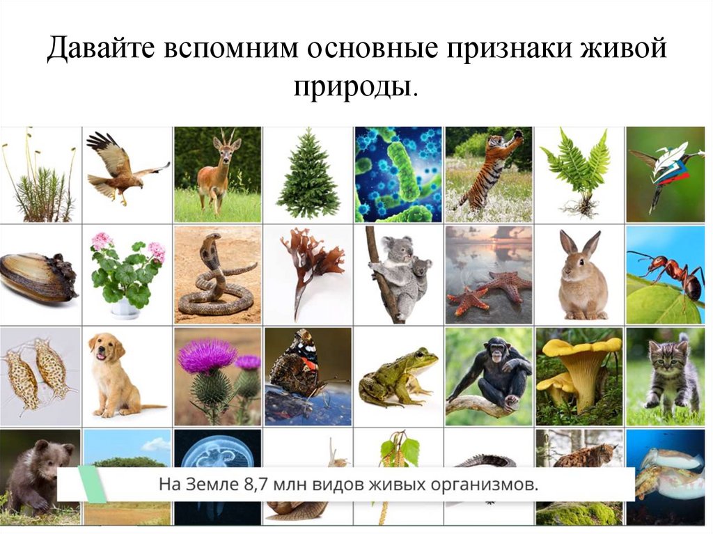 Давайте вспомним основные признаки живой природы.