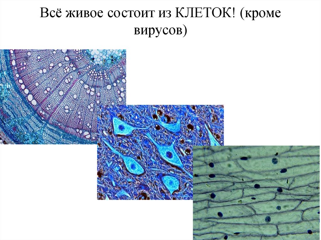 Всё живое состоит из КЛЕТОК! (кроме вирусов)