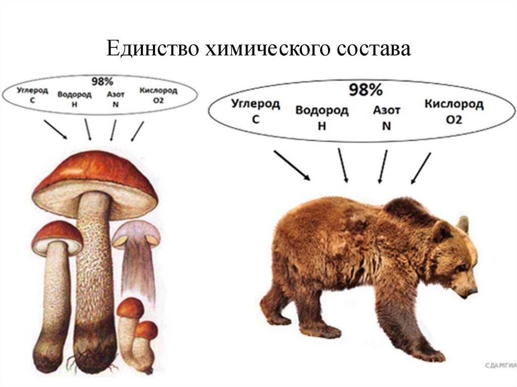 Единство химического состава