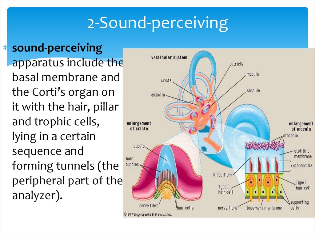 2-Sound-perceiving