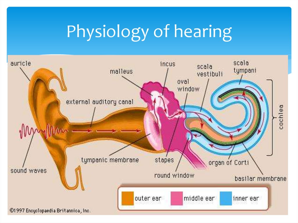 Physiology of hearing