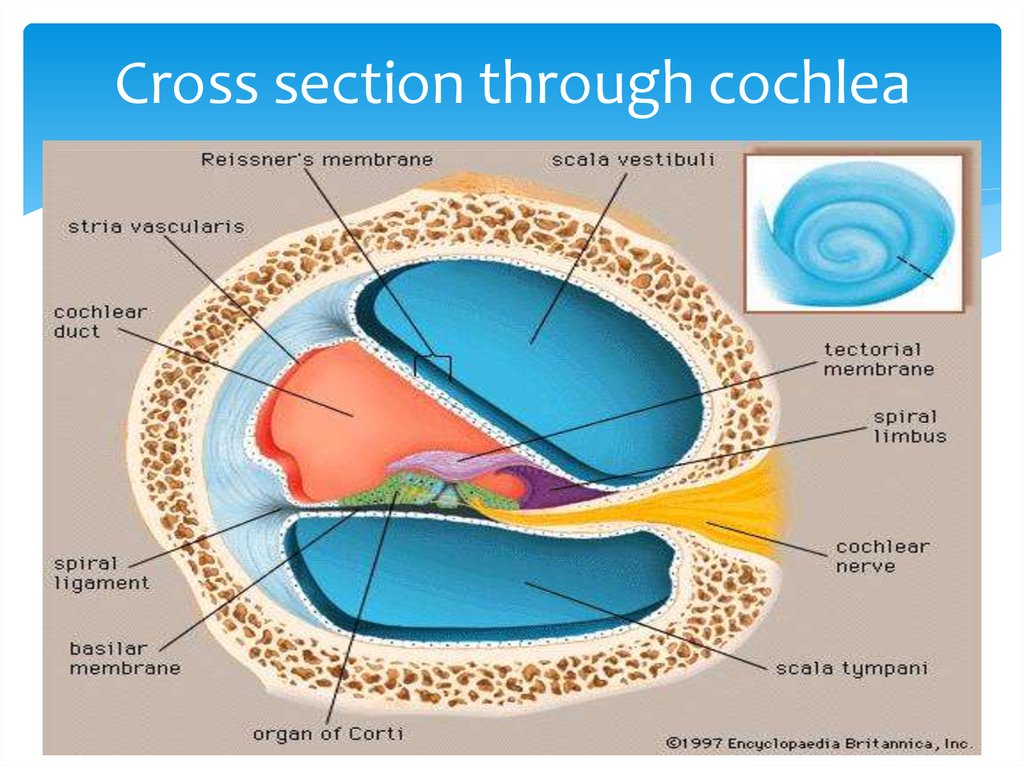 Cross section through cochlea