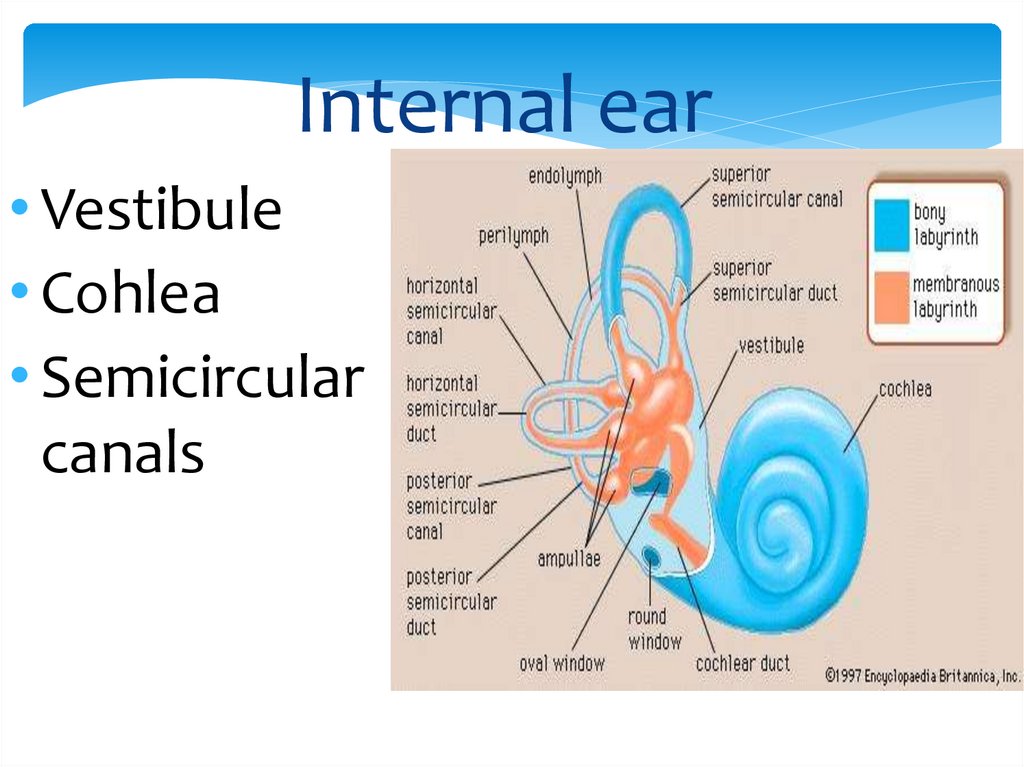 Internal ear
