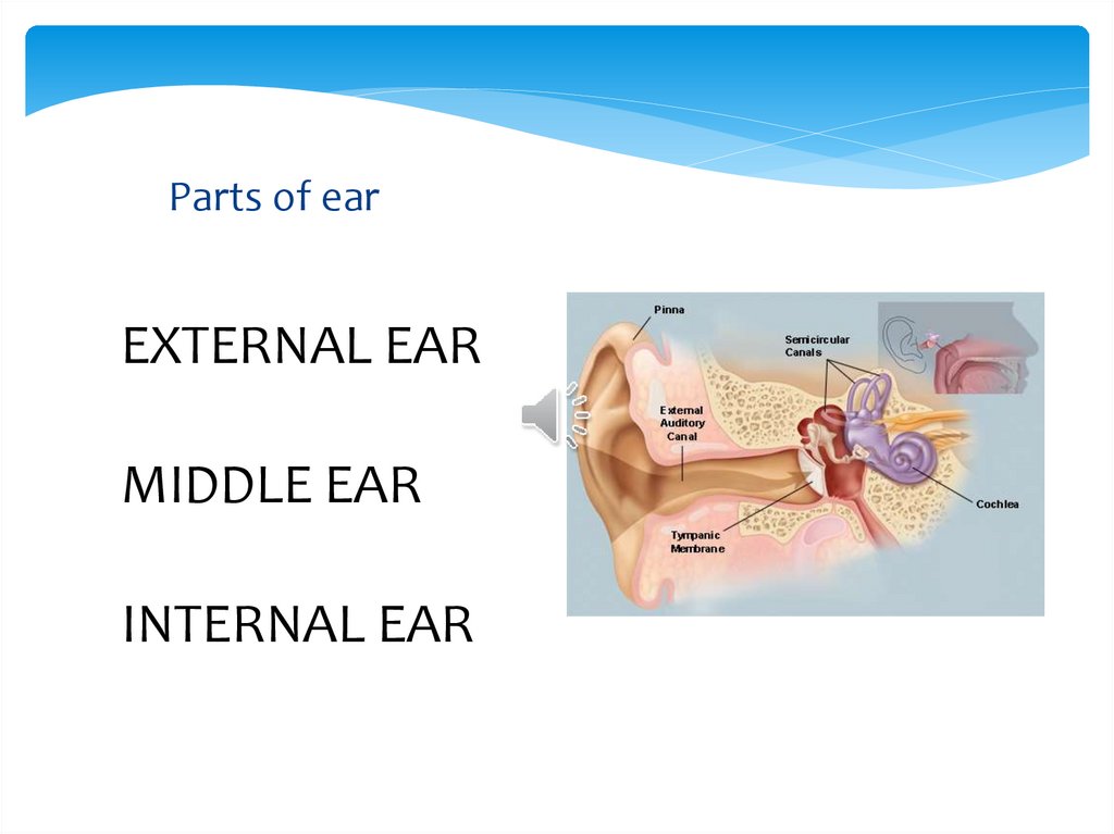 Parts of ear
