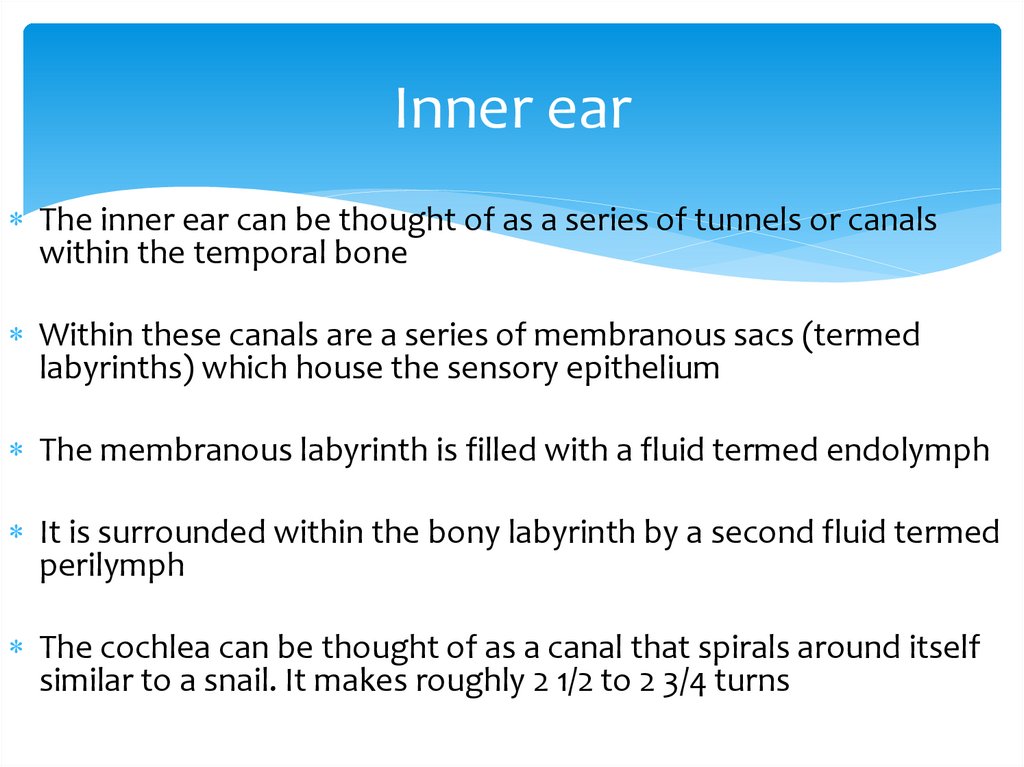 Inner ear