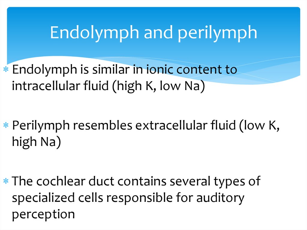 Endolymph and perilymph