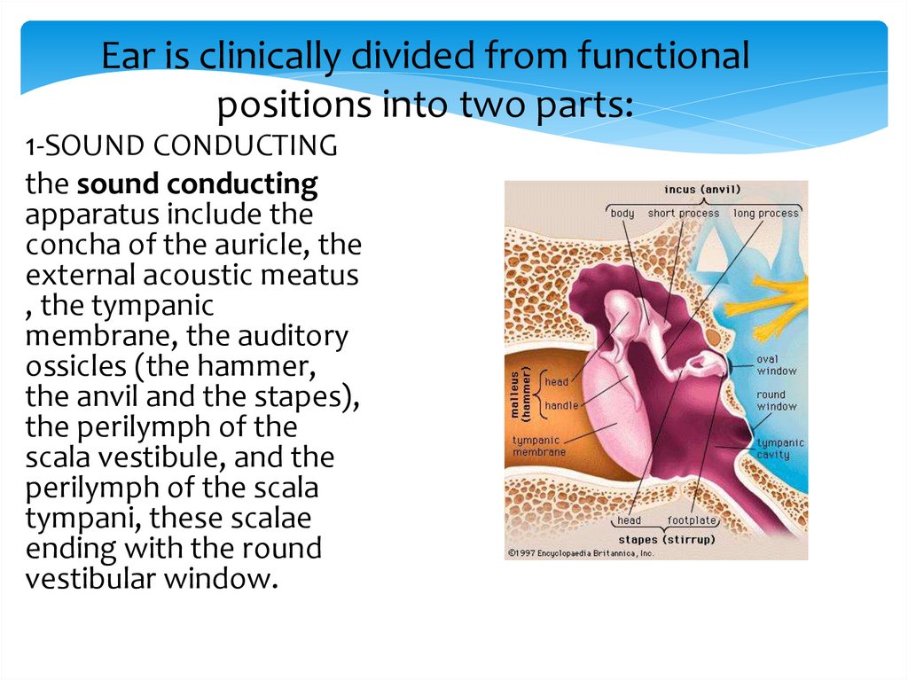 Ear is clinically divided from functional positions into two parts: