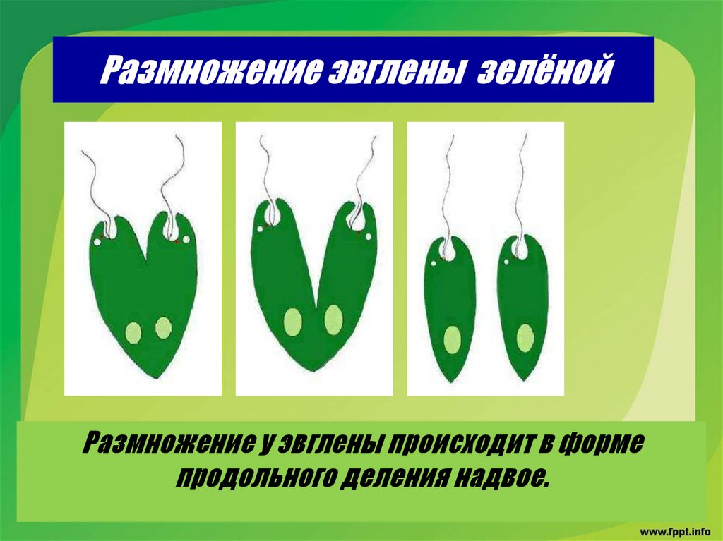 Размножение эвглены зелёной