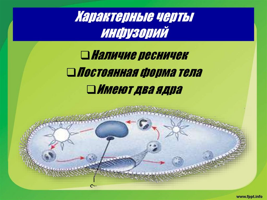 Характерные черты инфузорий