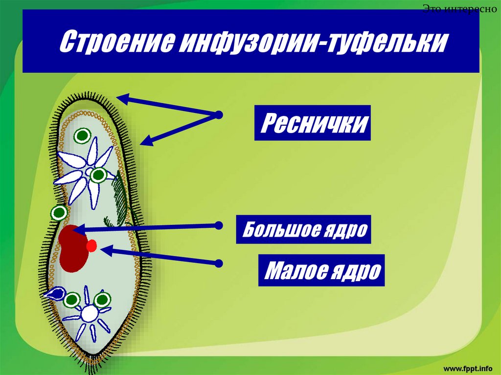 Строение инфузории-туфельки