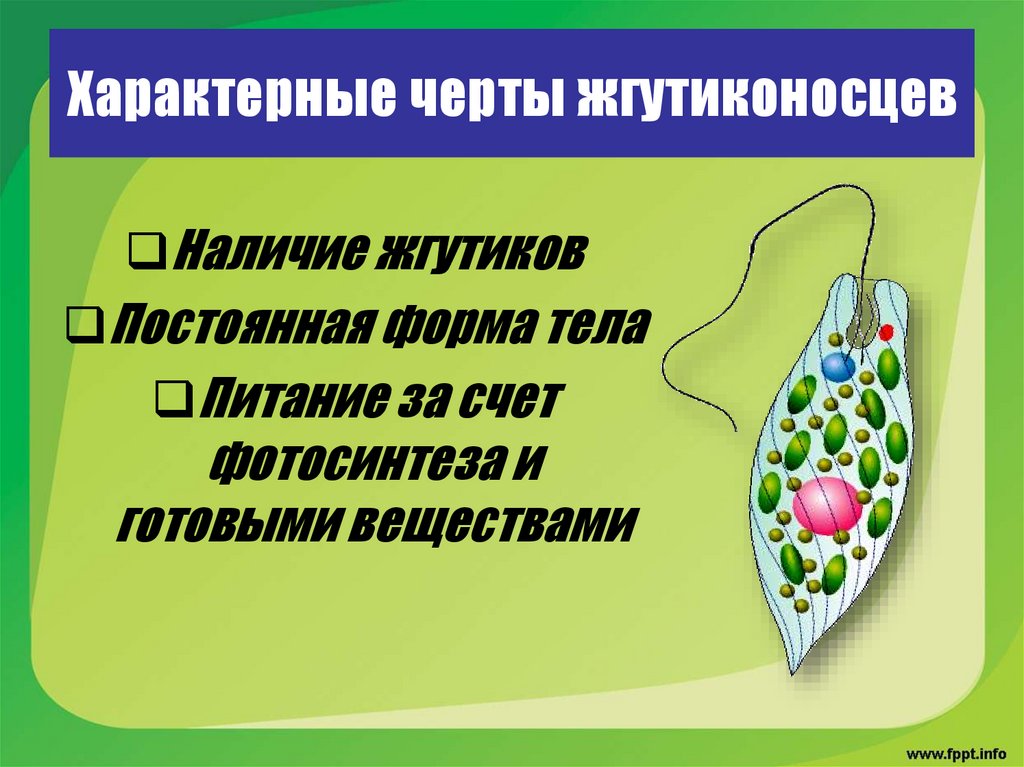 Характерные черты жгутиконосцев