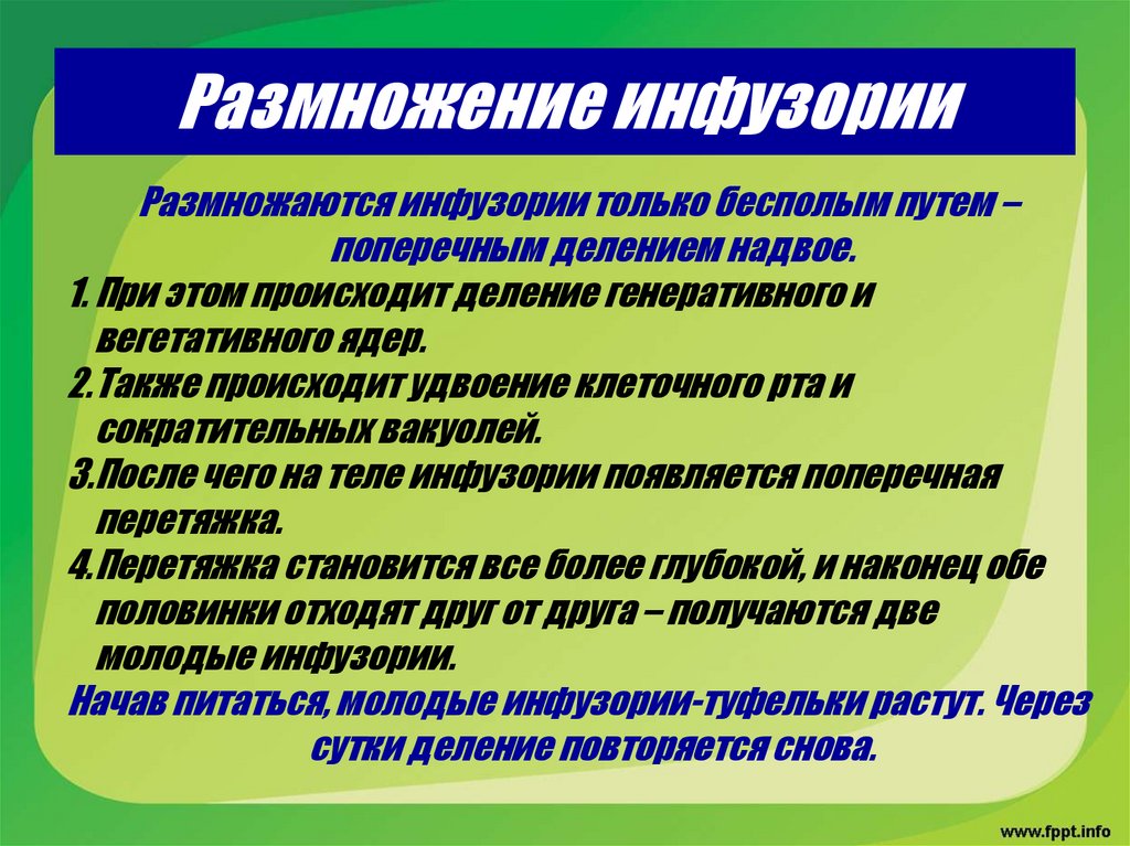 Размножение инфузории