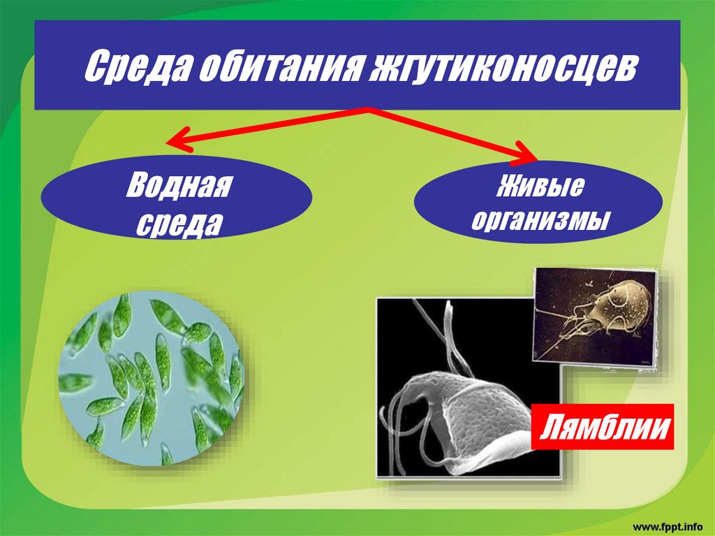 Среда обитания жгутиконосцев