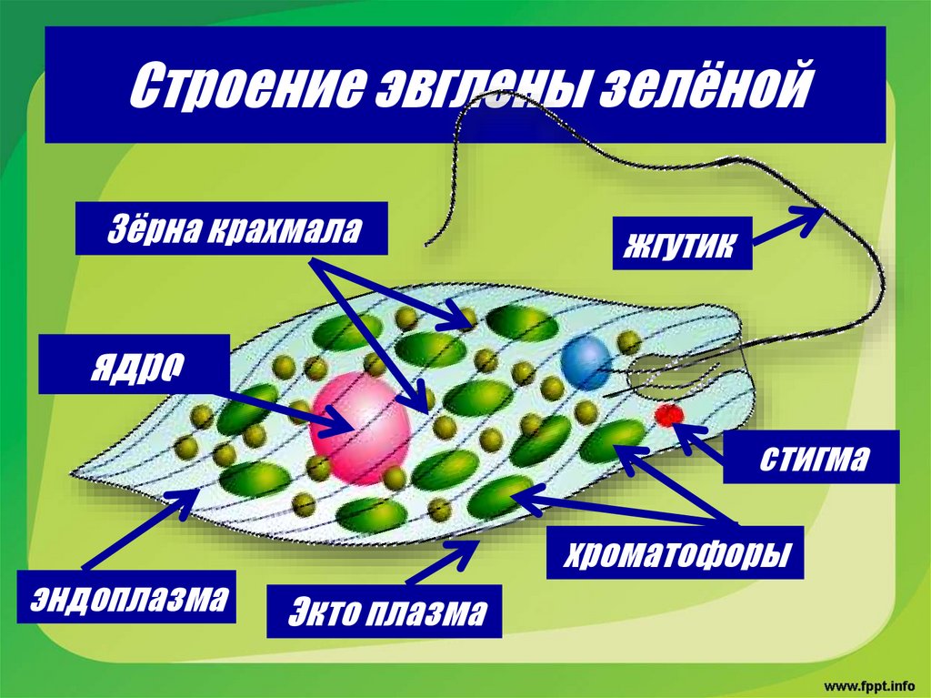 Строение эвглены зелёной