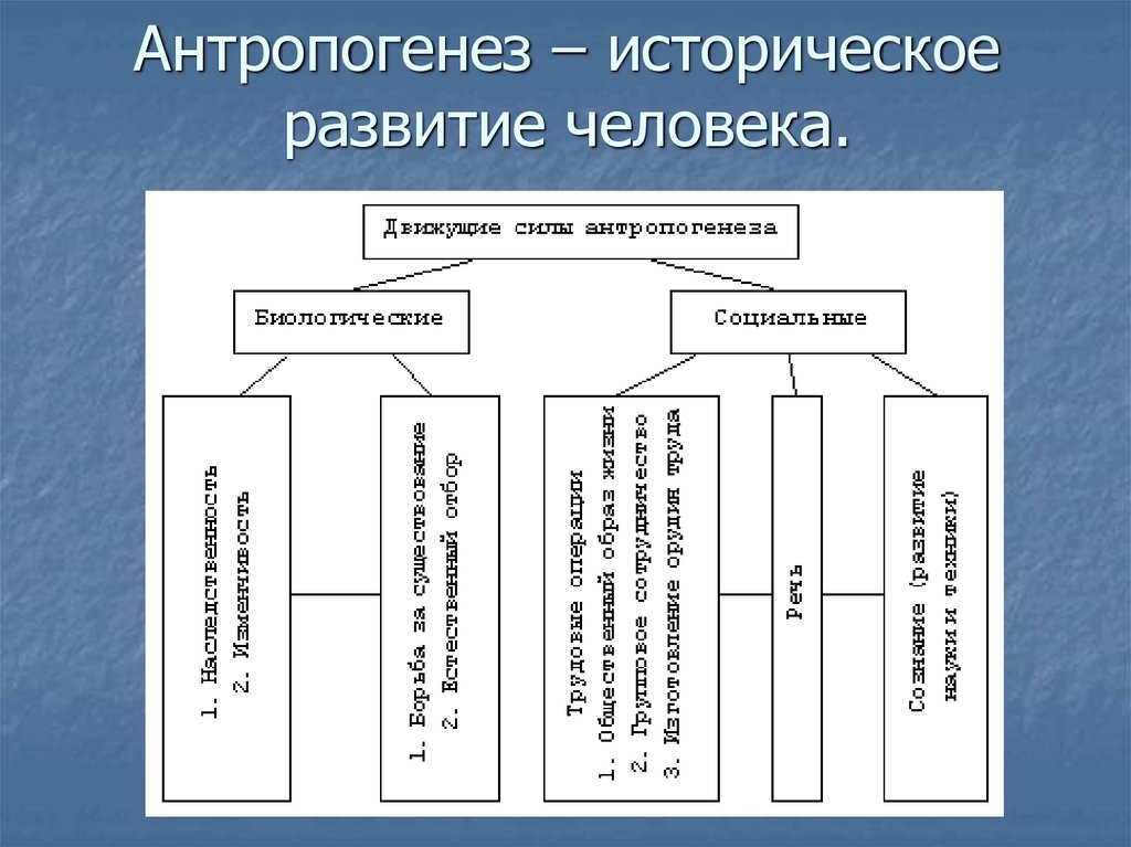 Антропогенез – историческое развитие человека.