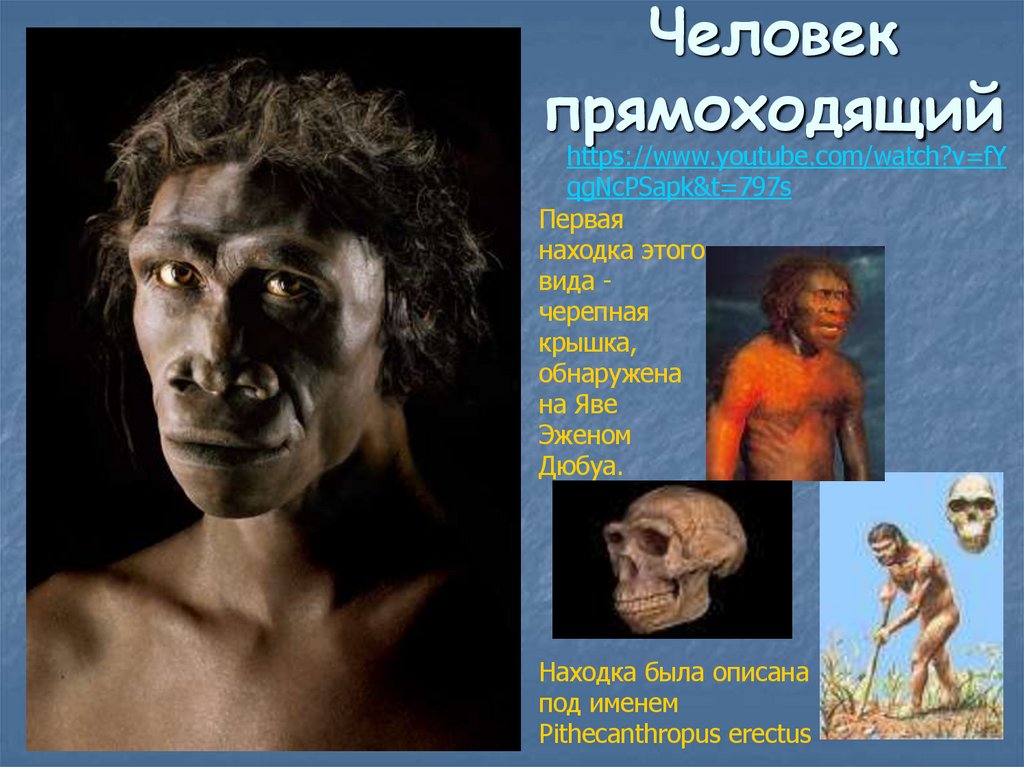 Человек прямоходящий