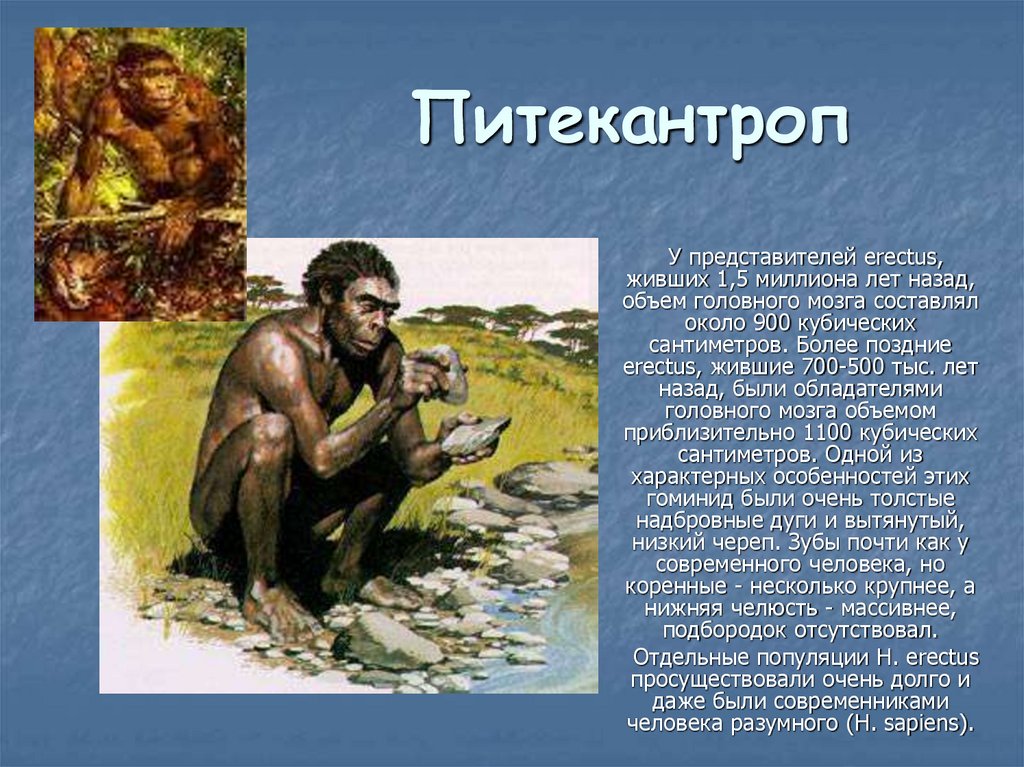 Питекантроп