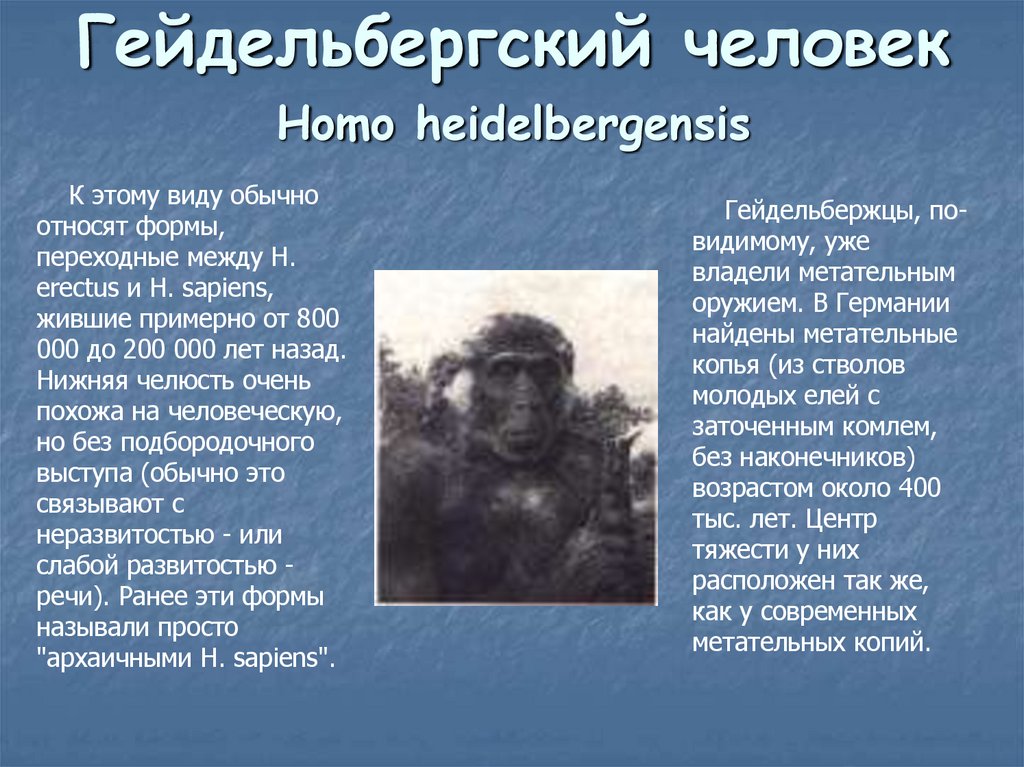Гейдельбергский человек Homo heidelbergensis