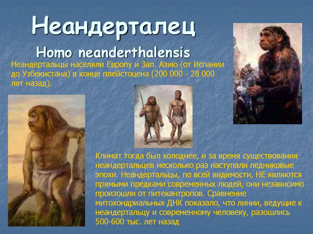 Неандерталец Нomo neanderthalensis