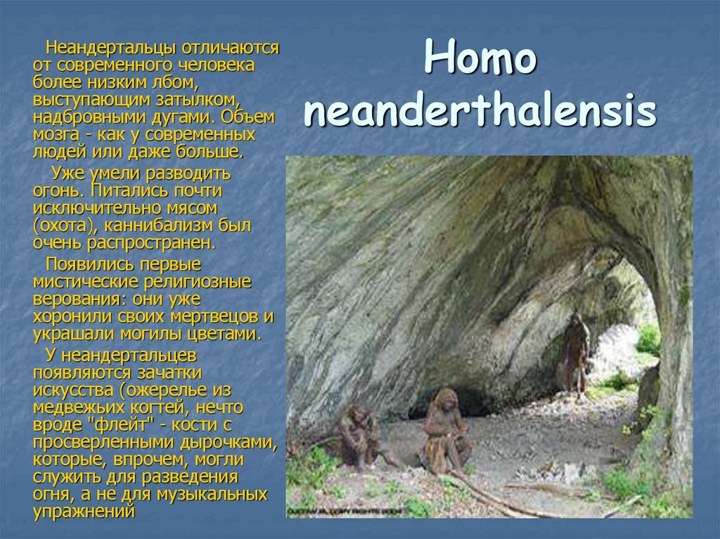 Нomo neanderthalensis