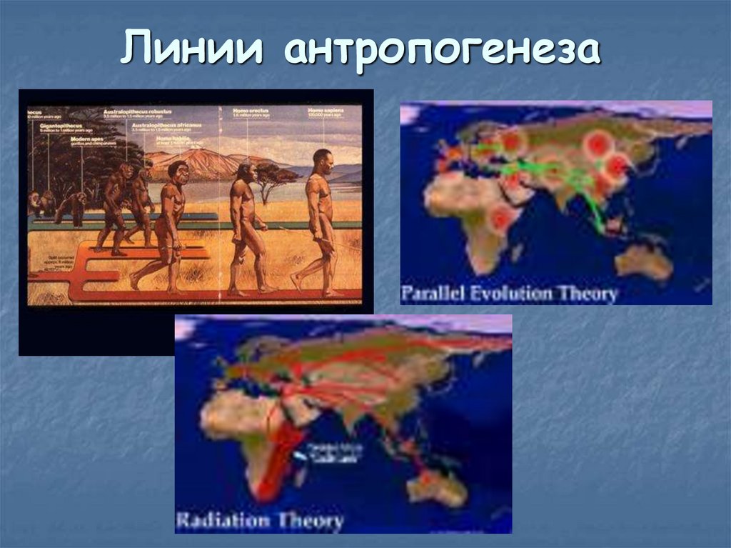 Линии антропогенеза