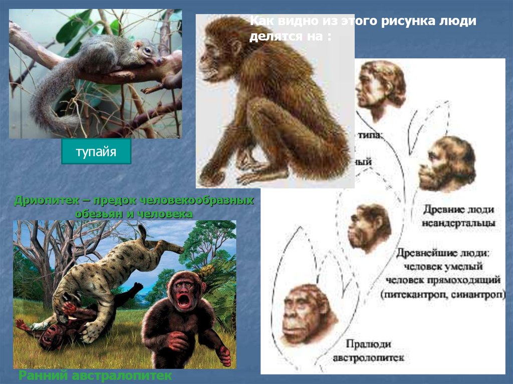 Дриопитек – предок человекообразных обезьян и человека
