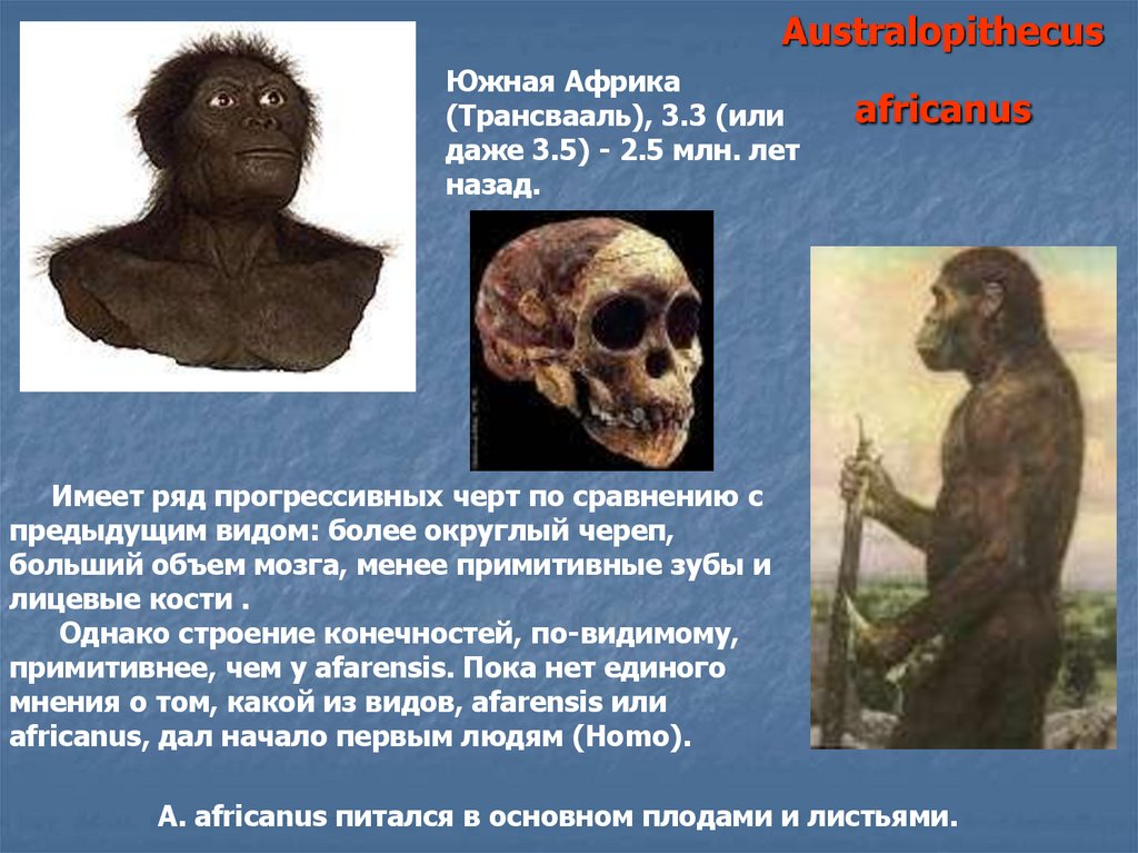 Australopithecus africanus