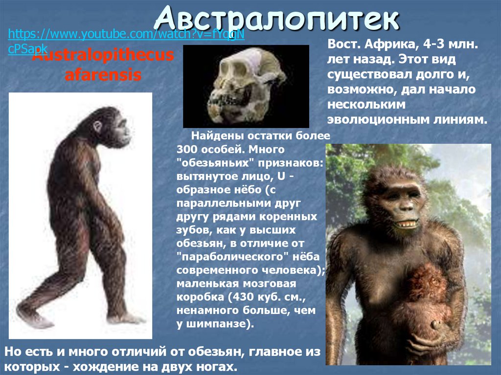 Австралопитек