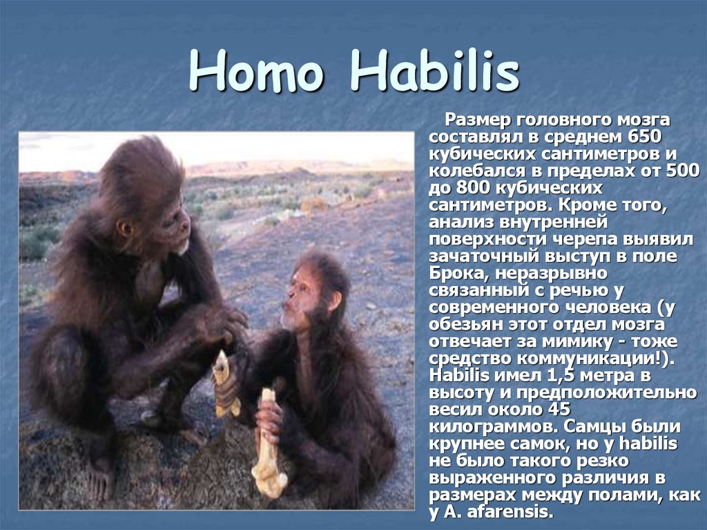 Homo Habilis