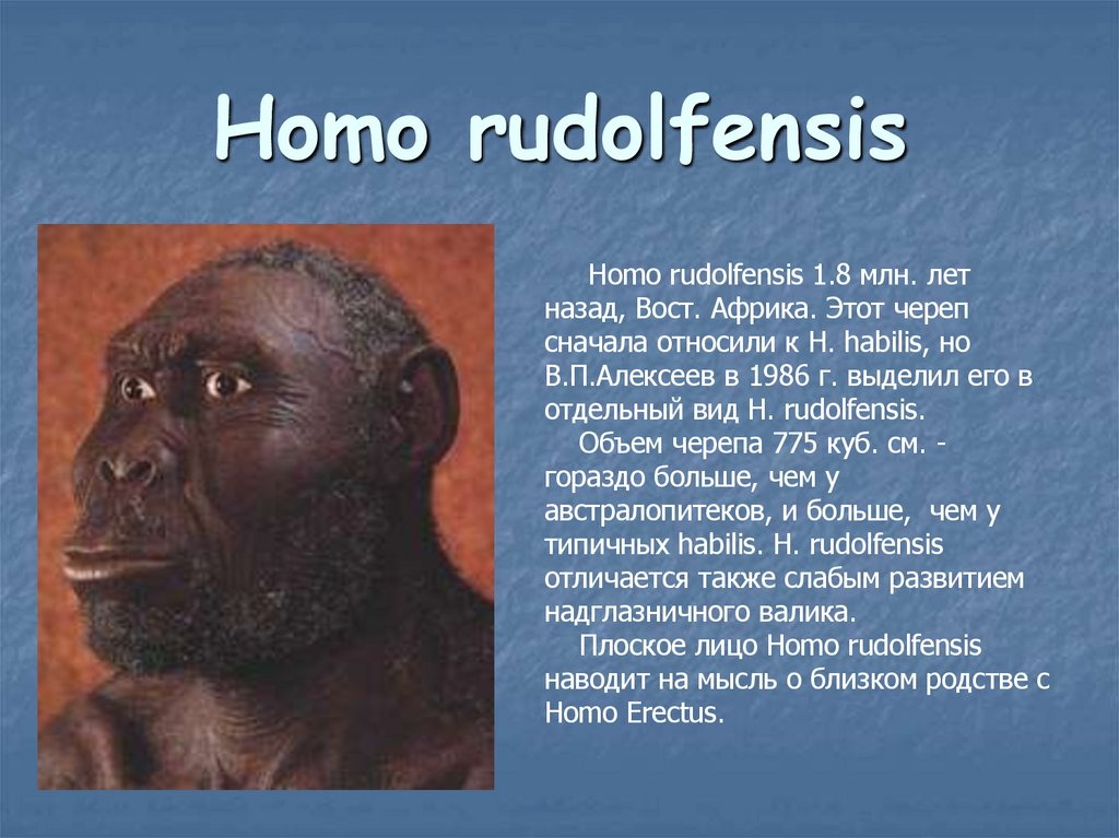 Homo rudolfensis