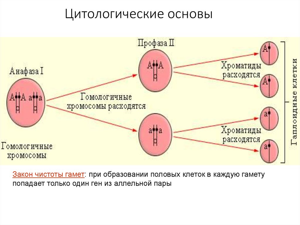 Цитологические основы
