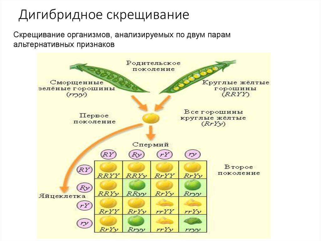 Дигибридное скрещивание