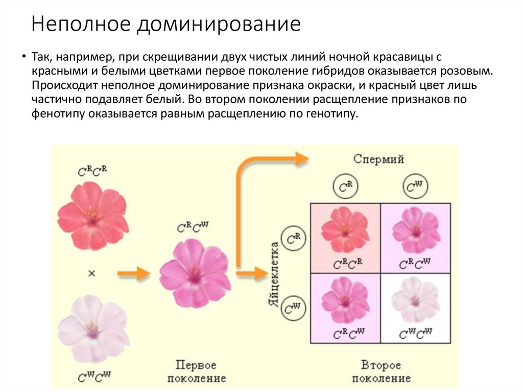 Неполное доминирование