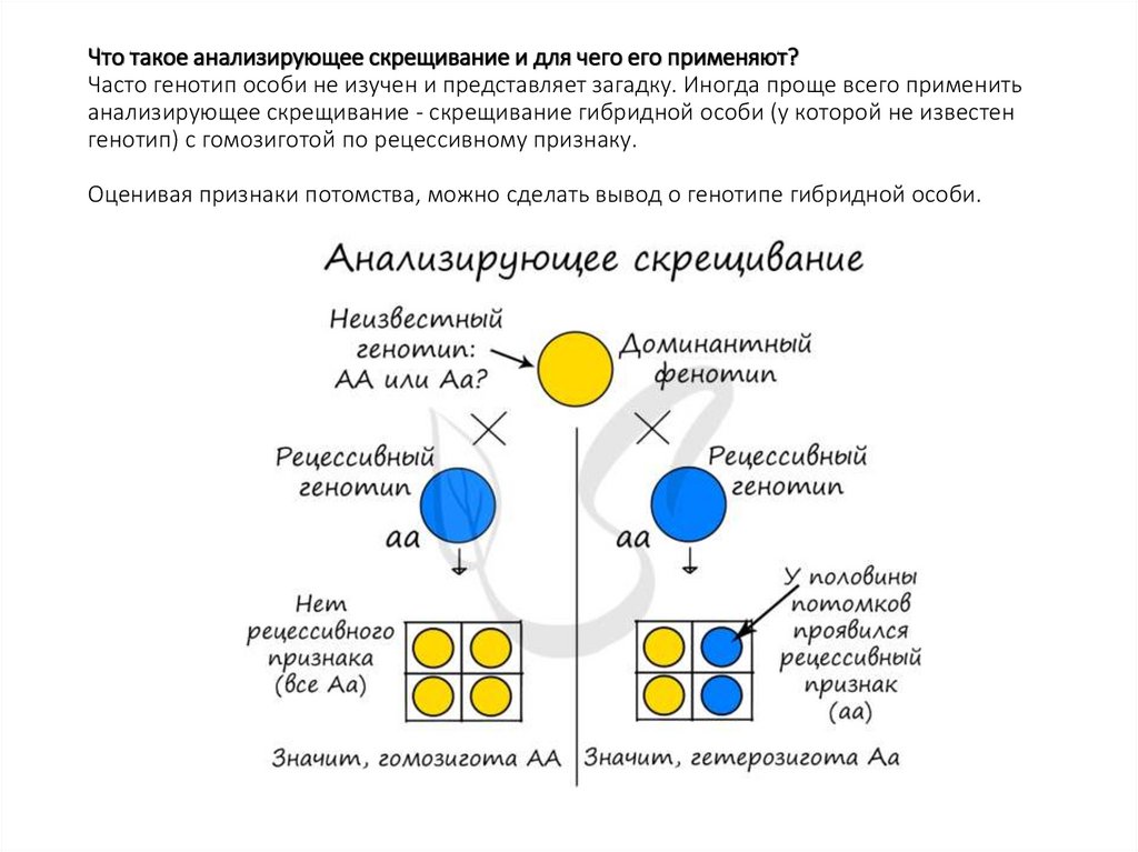 Что такое анализирующее скрещивание и для чего его применяют? Часто генотип особи не изучен и представляет загадку. Иногда
