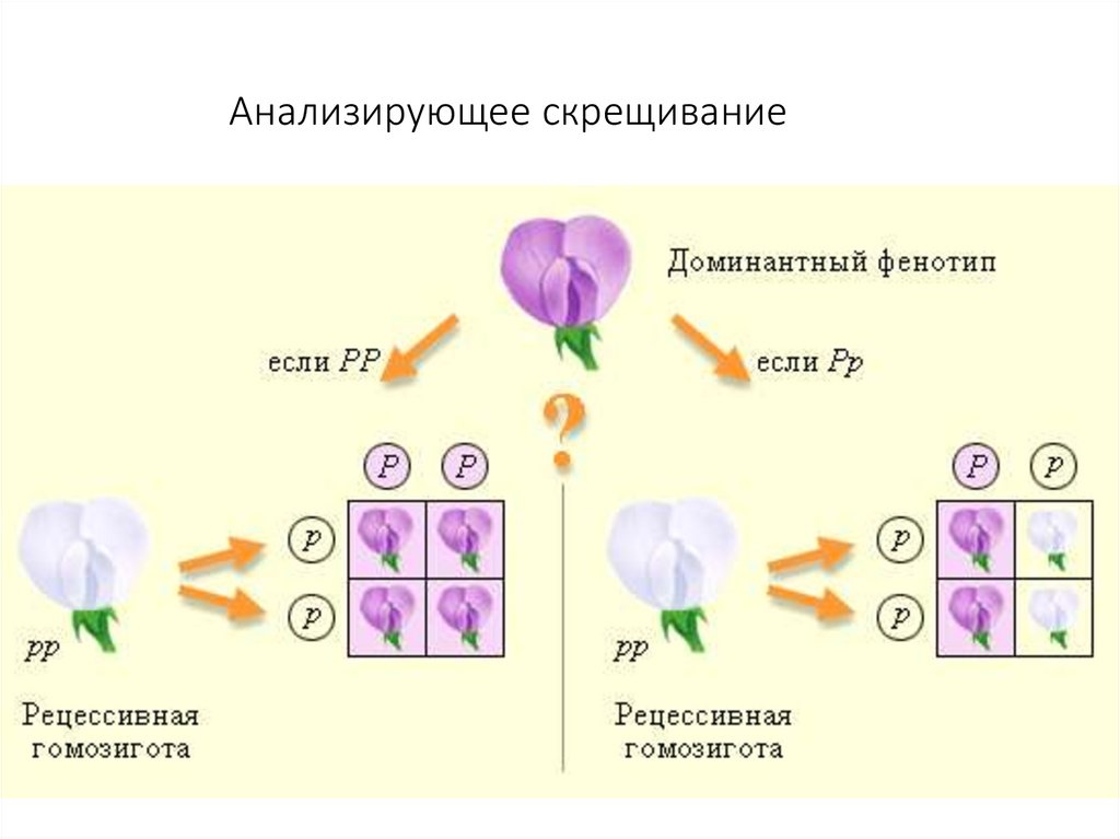 Анализирующее скрещивание