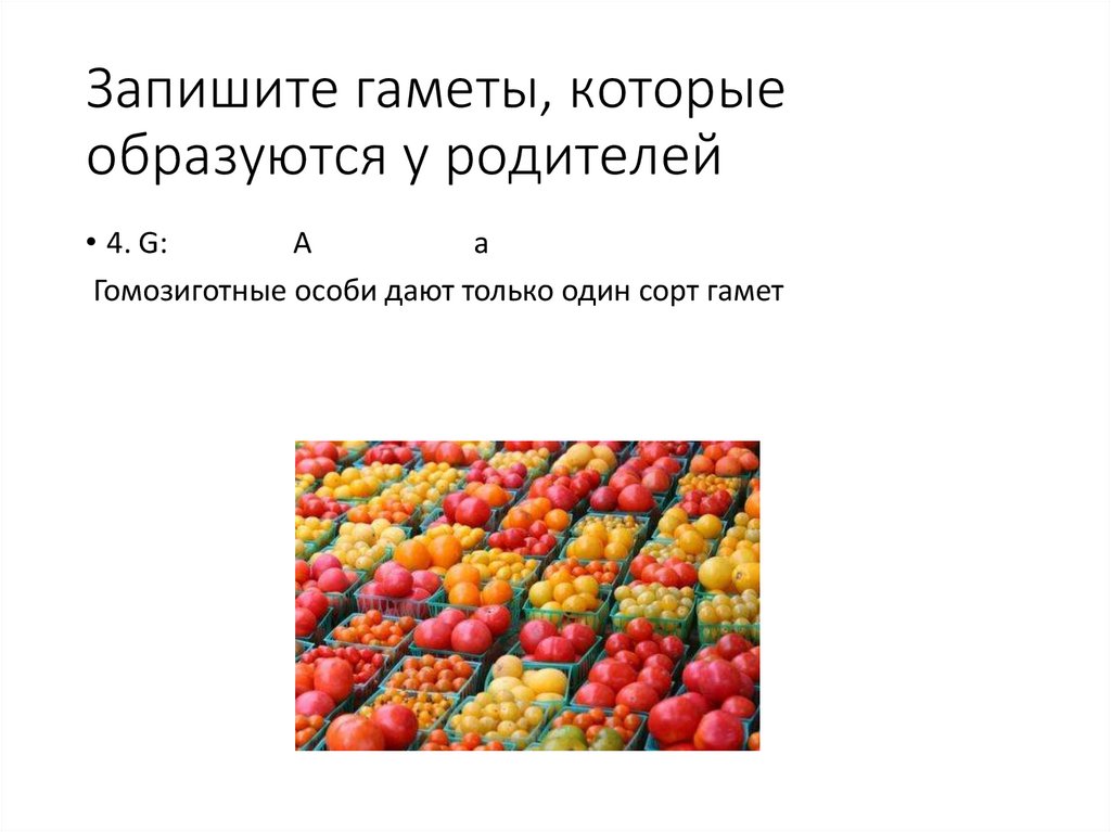 Запишите гаметы, которые образуются у родителей